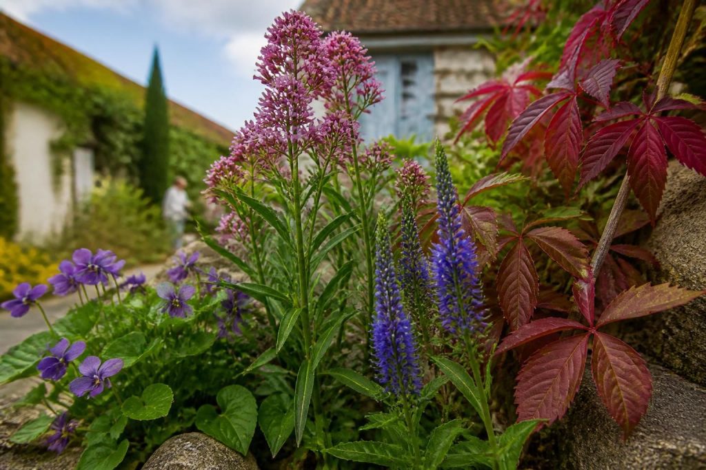 découvrez une liste complète des fleurs dont le nom commence par la lettre v. explorez leurs caractéristiques, significations et beautés uniques.