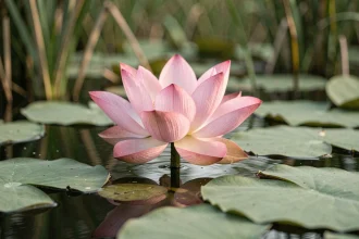 Fleur de lotus rose émergeant d'un étang marécageux, symbole de pureté et de renaissance spirituelle
