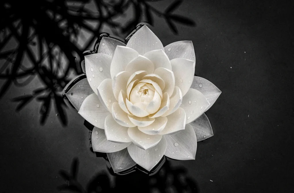 Vue aérienne d'un lotus blanc flottant sur l'eau sombre, illustration de la pureté et du chemin vers la lumière intérieure